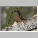 Dolichomitus messor - Schlupfwespe w01i 32mm - OS-Hasbergen Holzlagerplatz auf Eiche det06.jpg